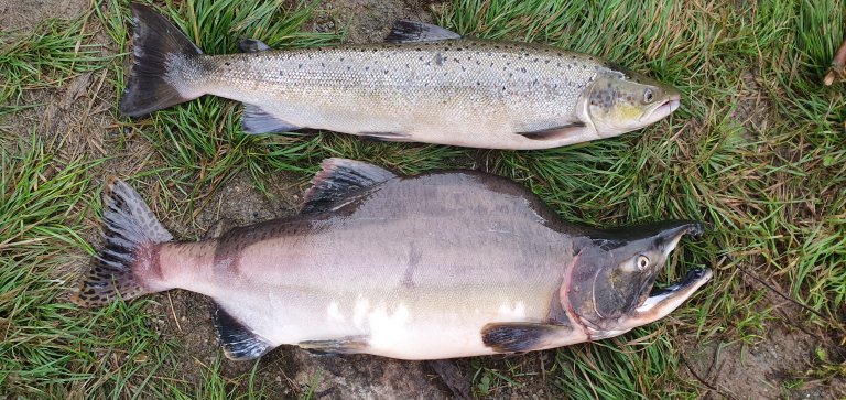 Immature pink salmon (female) at the top, male in spawning attire at the bottom. When the male pink salmon is ready to spawn, it develops a hump on its back and elongated jaws. Photo: Runar Kjær