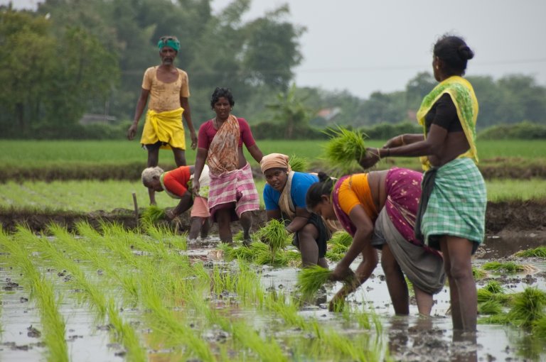 Women field workers_RVP.jpg