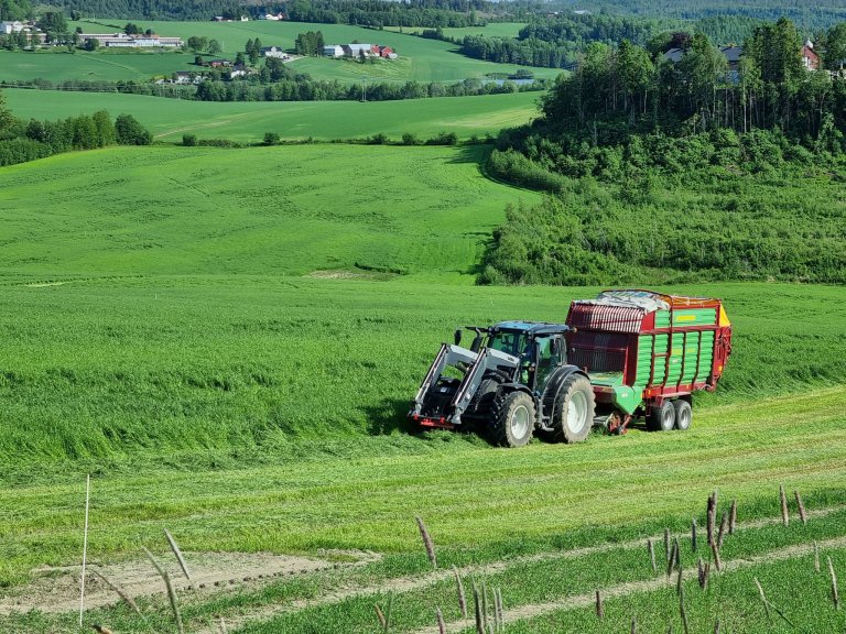Tuv forsøksgård ligger i Steinkjer kommune. Her har NIBIO-forsker Ievina Sturite har fulgt opp forsøksfeltet med fangvekster i fem år. Forsøket er gjentatt fem ganger i felt, noe som gir sikre og statistisk holdbare resultater. Foto: Jørgen Lervik