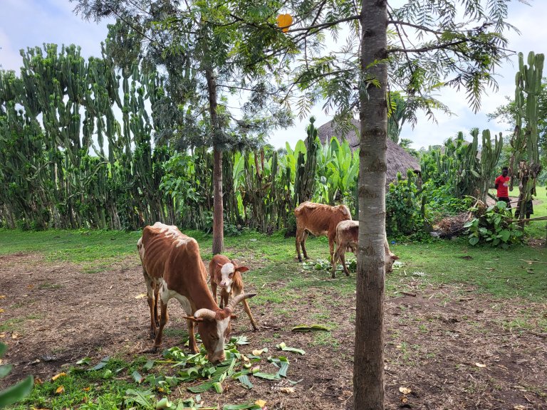 Traditional grazing areas are overexploited in Ethiopia, resulting in depleted pastures with minimal nutritional content. This directly affects animal health, weight gain, reproduction, and ultimately livestock productivity and smallholder livelihoods. Photo credit: An Notenbaert