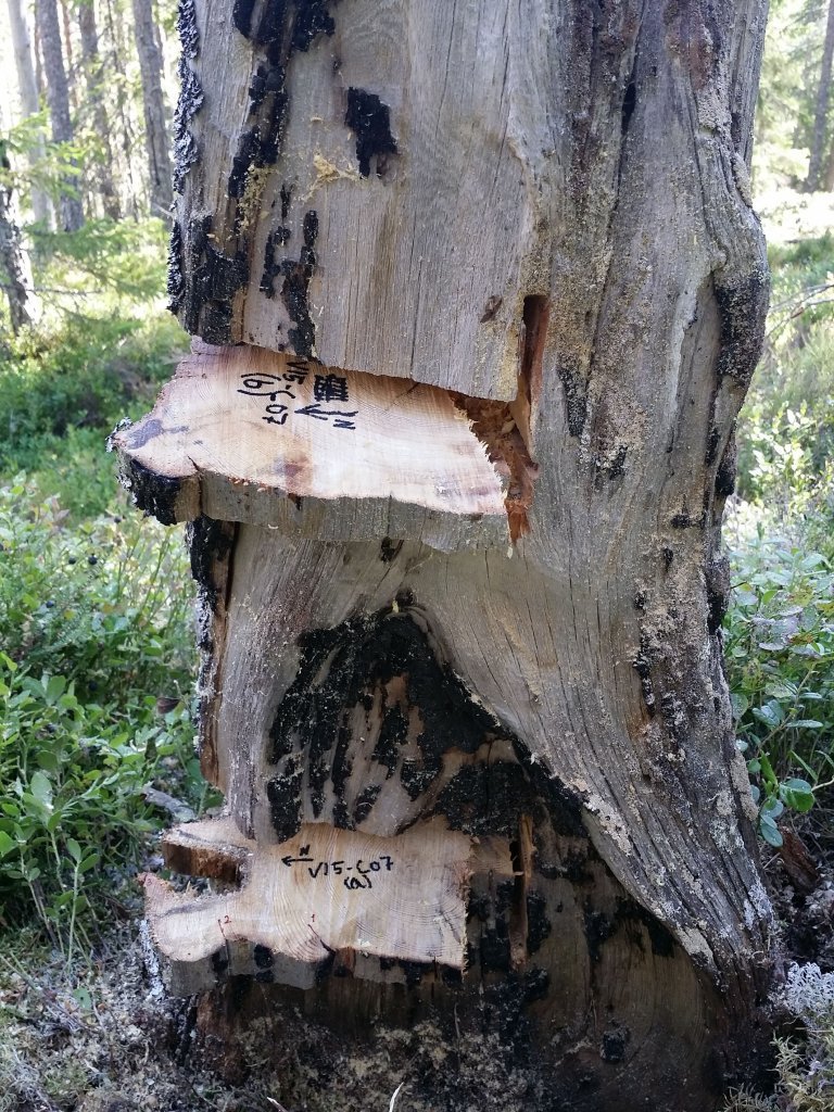 bilde 3 - vedprøver fra furustubbe - foto jørund rolstad - nibio.jpg.jpeg