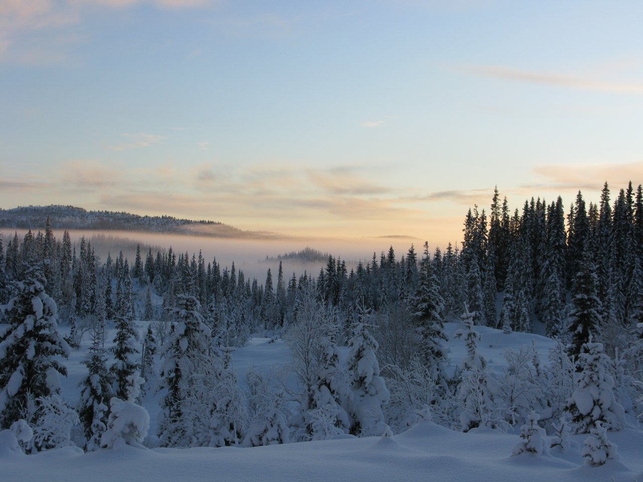 Winter and snow - Image credit - Arne Steffenrem - NIBIO - Norwegian Forest Seed Center