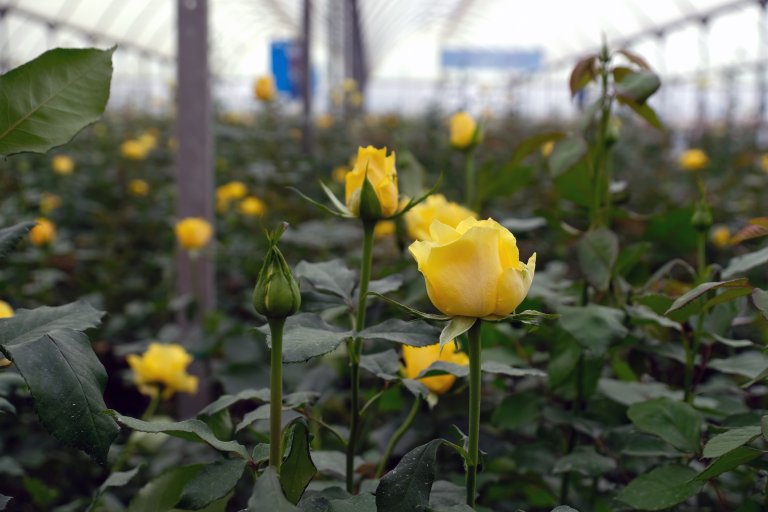 I prosjektet skal forskerne kartlegge plantevernmidler i utvalgte blomster og planter fra norske/skandinaviske, europeiske og afrikanske produsenter. Foto: Kathrine Torday Gulden