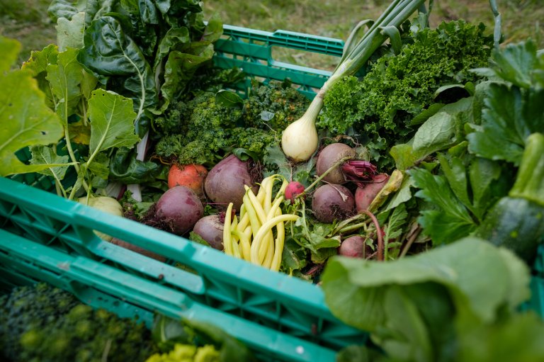 Only a small part of the Norwegian population eats as much vegetables as the health authorities recommend. Therefore, it is very positive for public health if membership in CSAs leads to people eating more vegetables. Photo: Lars Olav Stavnes