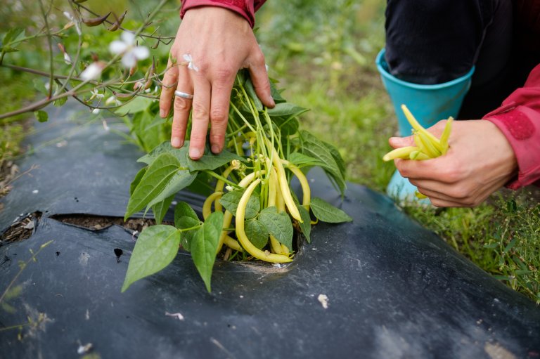 Many CSAs are run by a farmer who owns the land and all the necessary agricultural equipment. The farmer is responsible for the day-to-day operations. Members are notified when it is time to participate during the growing season, and when various vegetables are ripe for harvesting. Photo: Lars Olav Stavnes