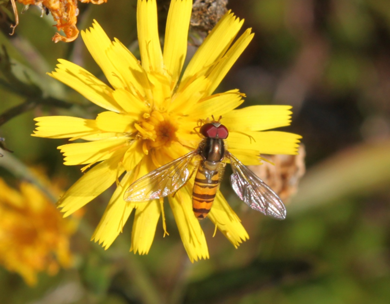 Begrenset bruk_Dobbeltbåndet_blomsterflue_skjermsveve_Roar_Linjord