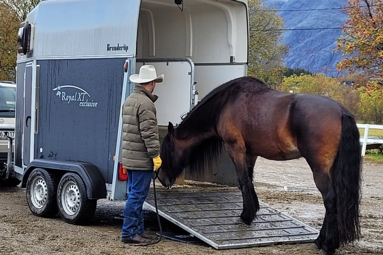 All horse owners are familiar with how challenging it can be to load a horse onto a trailer. It's important to remember that the horse is scared and stressed, and the only thing that helps a stressed or scared horse is taking the time to build trust and security. Using positive reinforcement for every inch of progress onto the horse trailer may take a long time, but the results can be enjoyed the next time you go on a trip with your horse. Photo: Grete H.M. Jørgensen