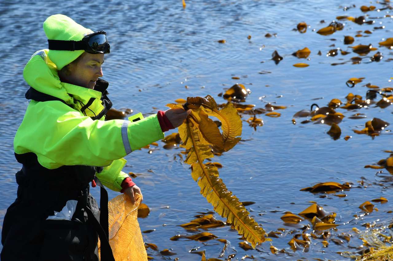 How to collect seaweed for the dinner table - Nibio