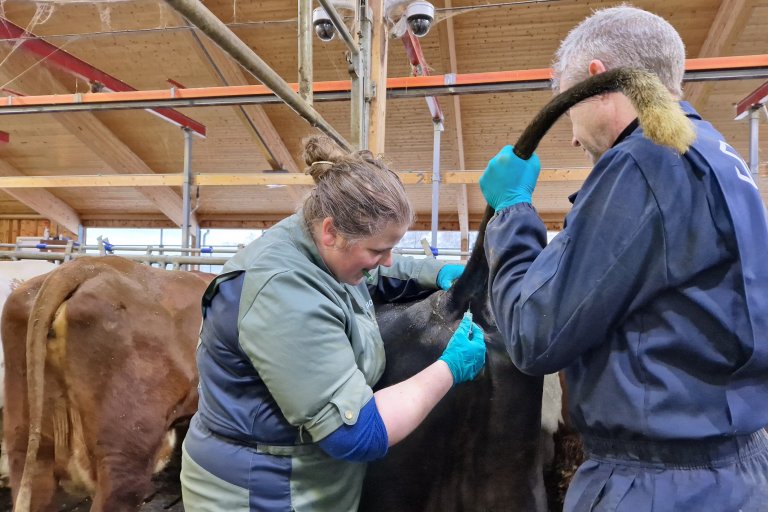 Forsker Haldis Kismul og avdelingsingeniør Jo Sjåvik i NIBIO tar blodprøver av kuer i foringsforsøk på Mære landbruksskole, for å sjekke at kuene ikke blir underernært av dietten. Foto: Ole Andreas Vestrum