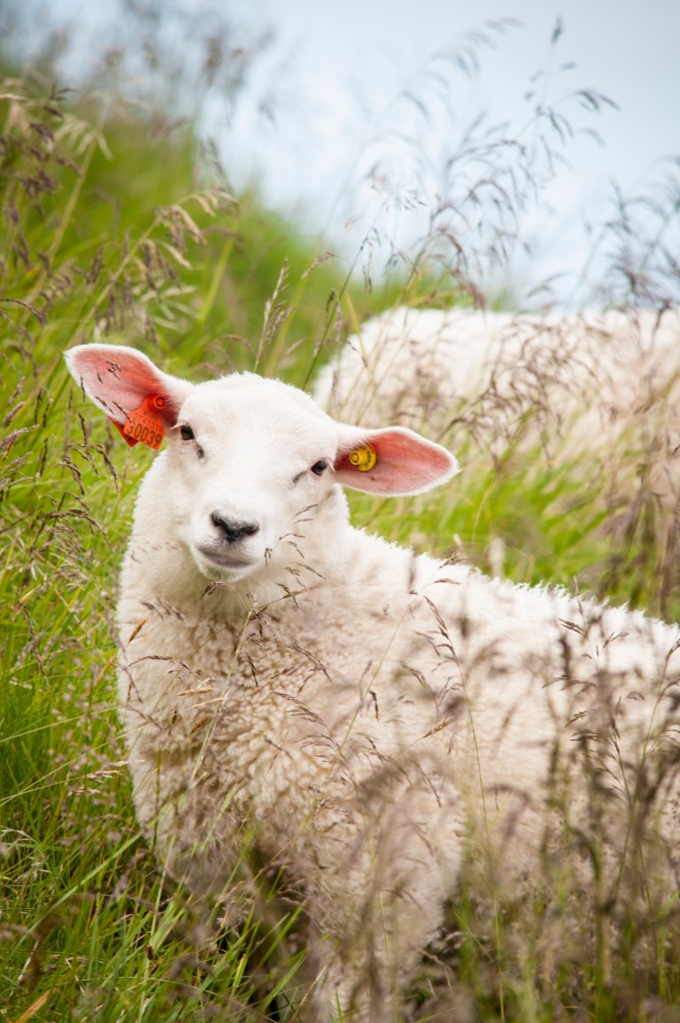 The future may offer longer a longer grazing season for northern Norway’s sheep. Photo: Lars Sandved Dalen