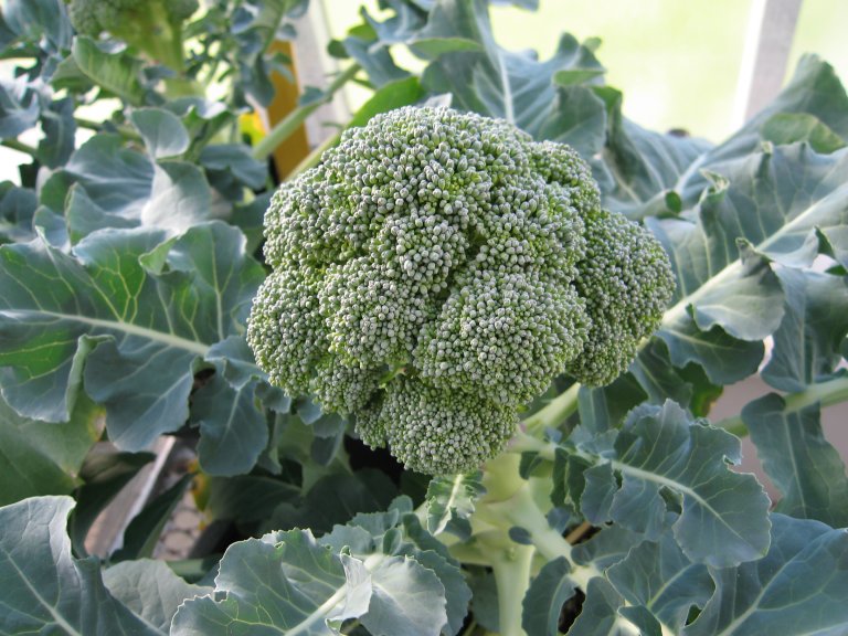 Climate change may make it easier to grow broccoli in the High North. Photo: Jørgen Mølmann