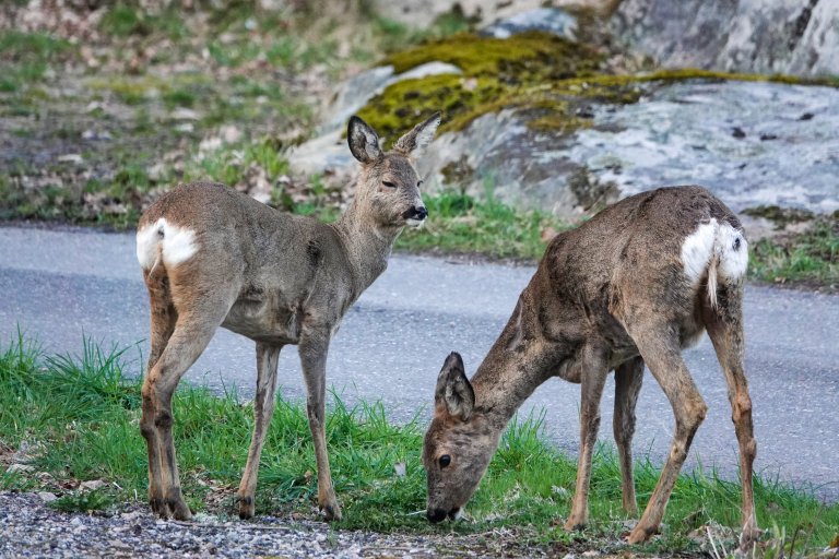 Rådyr (Capreolus capreolus). Foto: Morten Günther