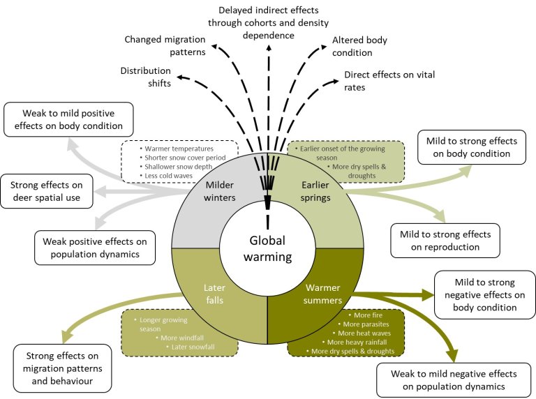 Forventa effekter av varmere klima på hjortedyr som lever i skog på den nordlige halvkule.
