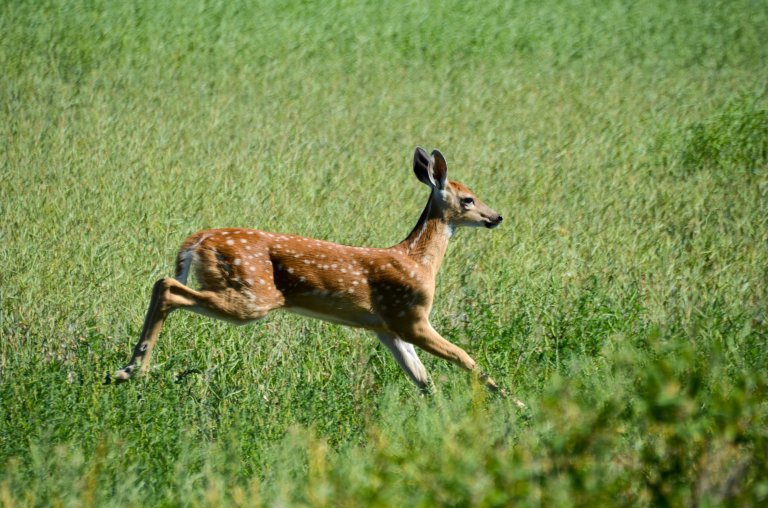 Hvithalehjort (Odocoileus virginianus). Foto: Morten Günther