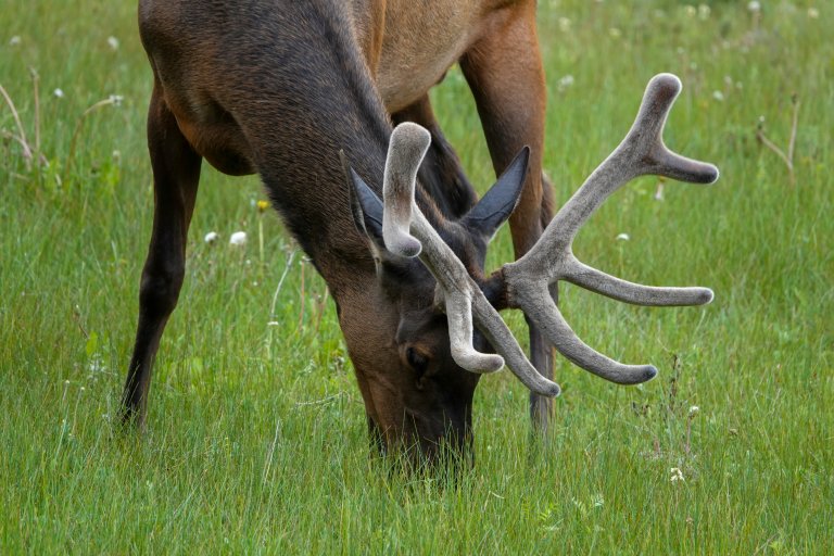 Wapiti (Cervus canadensis). Foto: Morten Günther