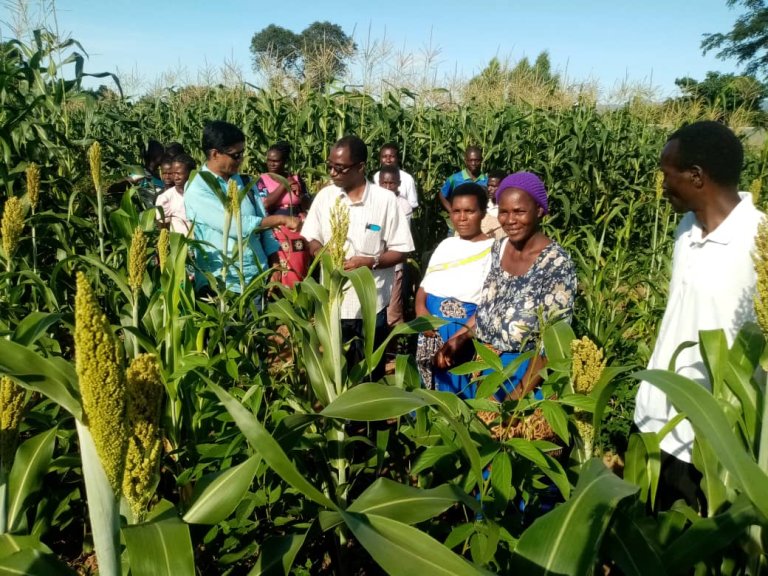 Photo-1- Ms. Getrude Sibanda shows the vigorous growth of sorghum-pigeon pea intercropped field.jpg