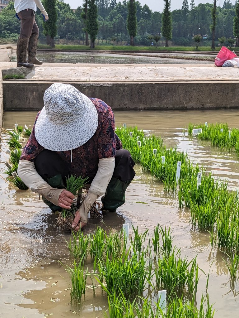 China, as the world's most populous country and one of its largest economies, has a crucial role to play in the global effort to ensure food security and minimize the environmental footprint of food production. Photo: Siri Elise Dybdal
