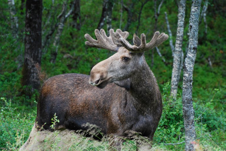 Game hunting is a good source of income for owners of forests and other non-cultivated areas. Photo: Andreas Günther