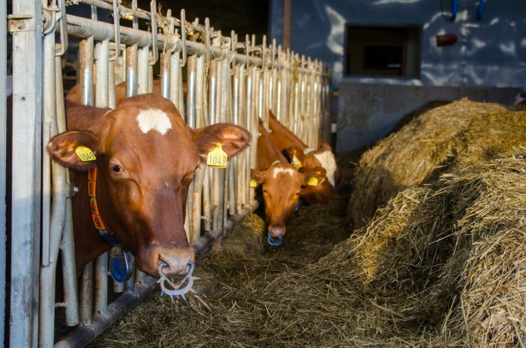 The average dairy herd size increased from 11.7 cows in 1989 to 31.8 in 2023. Norwegian dairy herds are small in a European context. Photo: Morten Günther