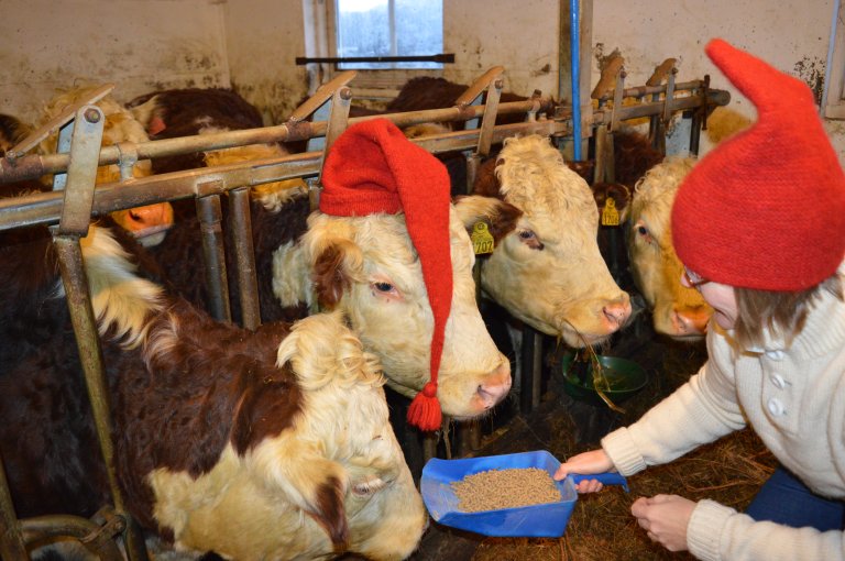 Even in the barn, our livestock get a little extra to munch on throughout Christmas Eve. Photo: Emil Narten Høberg
