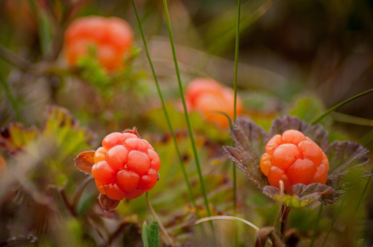 Cloudberries (Rubus chamaemorus). Photo: Pixabay