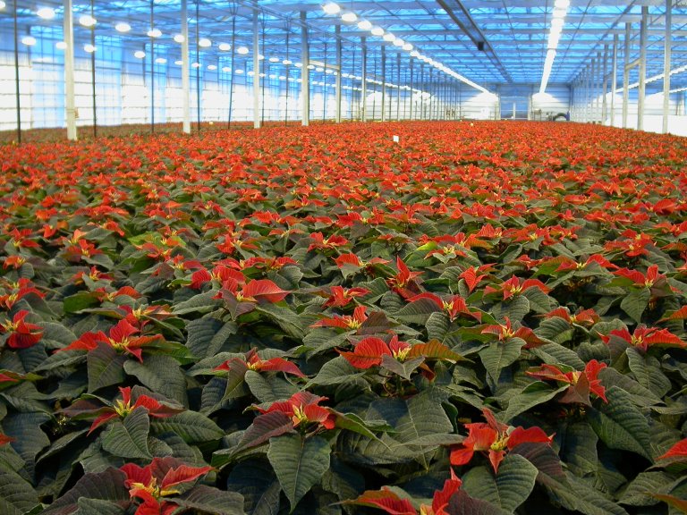 In the time leading up to Christmas, Norwegian homes are filled with millions of poinsettias. The poinsettia originally comes from the highlands of present-day Mexico, where it naturally blooms during the Christmas season. The poinsettia is a perennial shrub in the spurge family, which can grow 2-4 meters tall. It has been transported around the world and planted in gardens and parks in tropical and subtropical regions. Photo: Erling Fløistad