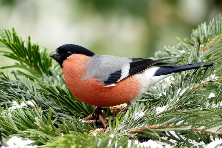 In Norway, the Eurasian bullfinch (Pyrrhula pyrrhula) is perhaps the quintessential Christmas bird. Photo: Pixabay