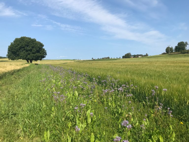 blomsterstripe i åkerkant.JPG