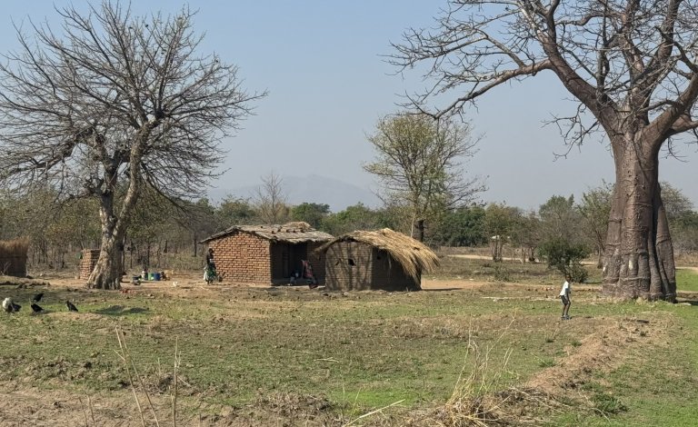 Malawi is periodically hit by food shortages due to events such as droughts, floods, limited modern technological inputs, poor infrastructure, diseases and, in recent years, invasive pests such as Fall Armyworm (FAW) infestation. FAW can cause significant damage to maize, rice, and a variety of other food crops. This pest can quickly ruin maize fields and threaten food security in the region. Photo: Siri Elise Dybdal