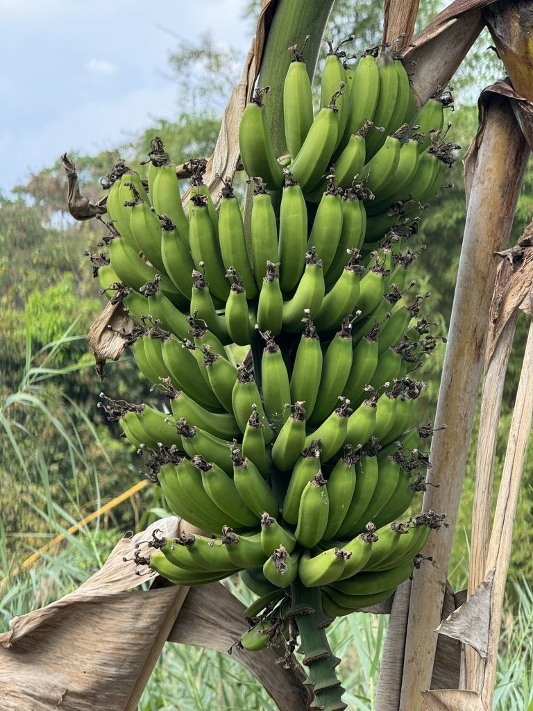 Banana is the most popular fruit crop in Malawi. However, the plant disease "banana bunchy top virus," has destroyed the banana production in the southern part of Malawi. Photo: Siri Elise Dybdal