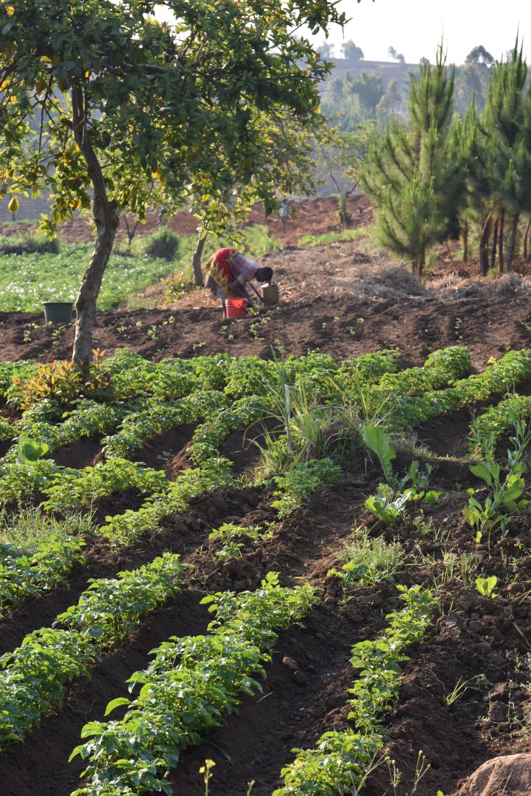 Malawi, a country in Southern Africa, relies heavily on rainfed agriculture - 80% of the population is engaged in smallholding or subsistence farming growing mainly maize, cassava and sweet potatoes, with maize being the most important crop for food security. Photo: Siri Elise Dybdal