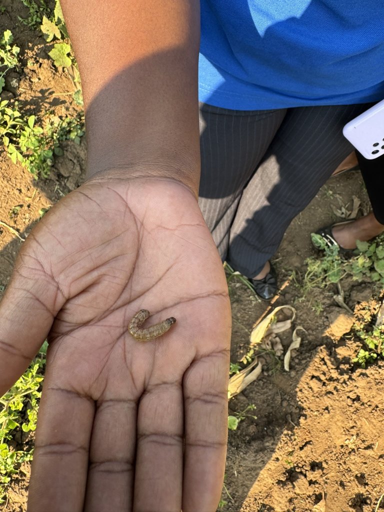 Through the project, messages are crafted to address current agricultural challenges in Malawi, such as increasing yields and combating invasive pests like Fall Army Worm. Photo: Siri Elise Dybdal