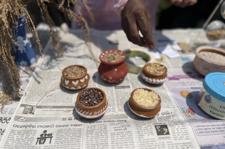 In the Resilience project, climate resilient rice varieties have been cultivated by the farmers involved. Among others is purple rice, a local variety that has a high market preference due to its health benefits. Photo: Kathrine Torday Gulden