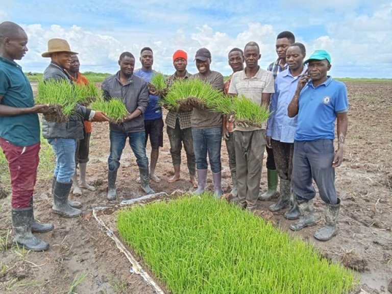 One of the technologies introduced is rice mat nurseries. These involve growing young rice seedlings on a compact mat of soil or other medium, allowing for easy and less damaging transplantation. The method, which often uses very young seedlings, promotes healthy root development and is especially useful for practices such as the SRI. Photo: Atu Bilaro