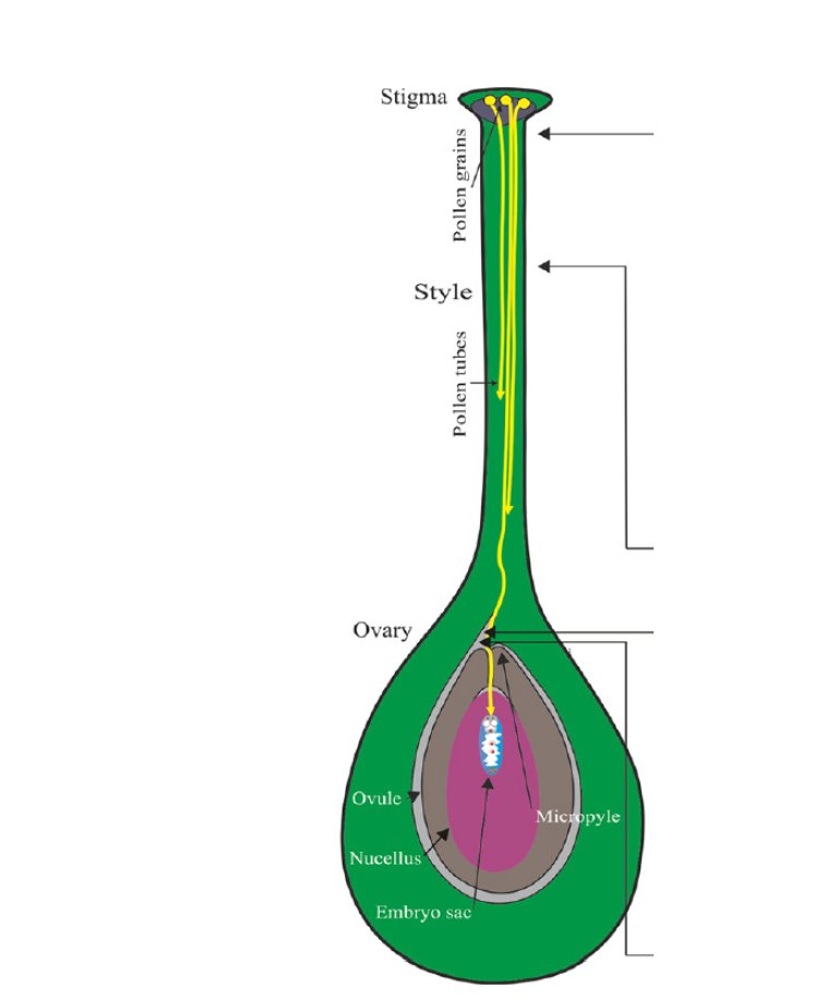 When a pollen grain lands on the stigma of the fruit blossom, the pollen begins to germinate. A long, thin tube then grows from the pollen grain through the style of the flower. For fertilization to be successful, the pollen tube must grow all the way down to the ovule before the ovule dies. Without fertilization, there will be none or only poor fruit set.