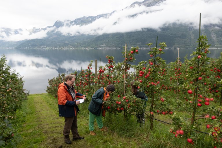 The orchards of Ullensvang in Hardanger are renowned for their breathtaking beauty during the fruit blossom season. Photo: Hege Ulfeng