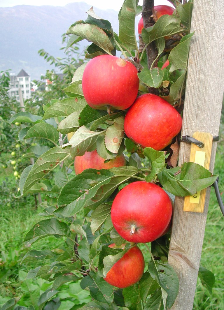 And while the journey to the perfect Christmas apple continues, you and I can eat Christmas apples with a bit more wonder than before, thinking about the many journeys that have been undertaken to give us Norwegian crisp and sweet apples for Christmas. Photo: Oddmund Frøynes