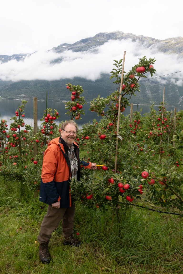 Mekjell Meland is a retired, but still active, senior researcher. He has led many projects in variety testing and cultivation at NIBIO Ullensvang. Photo: Hege Ulfeng