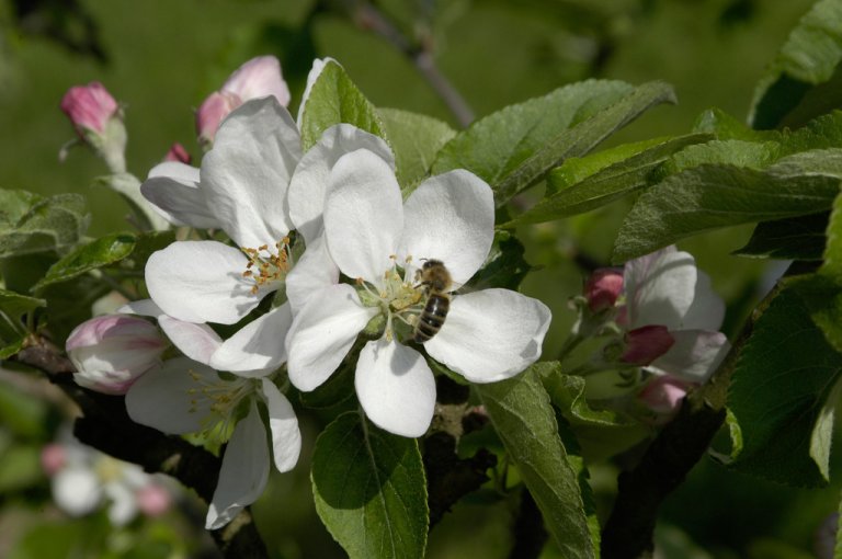 Before a fruit blossom can develop into fruit, it must be pollinated. Photo: Erling Fløistad