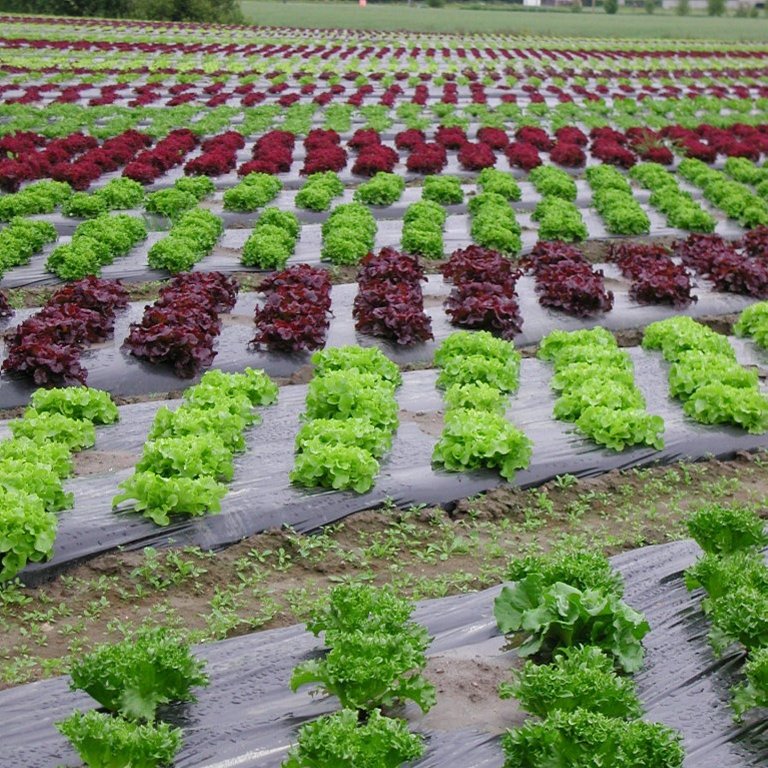 Resultatene fra veksthusforsøkene tyder på at dette kan være en "supersalat" som er mer robust mot sykdom, noe som kan være til stor nytte for fremtidens landbruk. Nå skal teknologien testes på andre salatsorter. Det neste steget er å teste planten utendørs. Foto: Svein Skøien/NIBIO