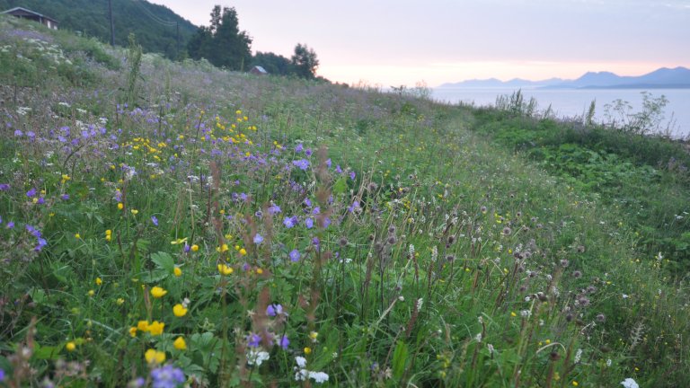 A semi-natural meadow is one of the most biodiverse ecosystems we have, making it at grand feast for numerous pollinators. Photo: Jutta Kapfer Bøhn