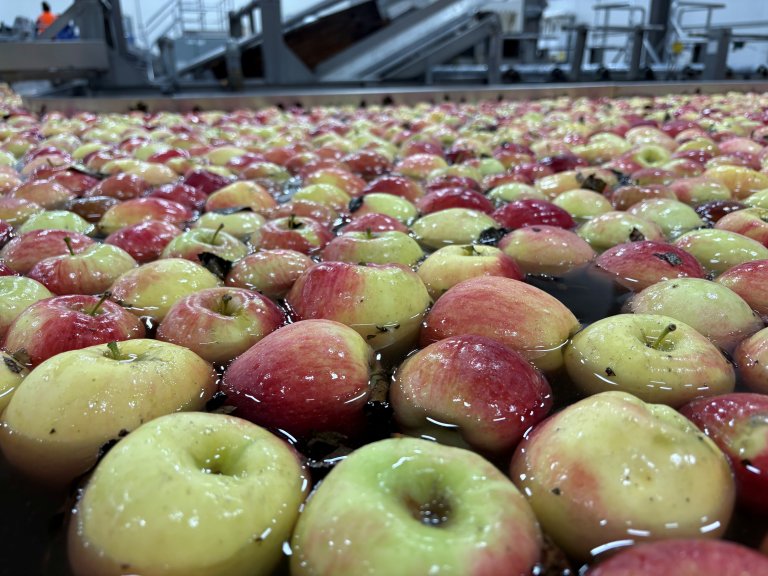 I pakkeriene sorteres eplene ofte i vann, men forskerne vet foreløpig ikke om soppsporer fra råtne epler kan spres i vannet og smitte friske epler. Foto: Jorunn Børve