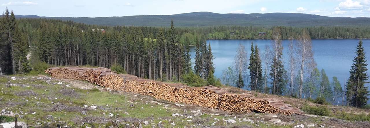Konsekvenser for norsk skogbruk av EUs Green Deal