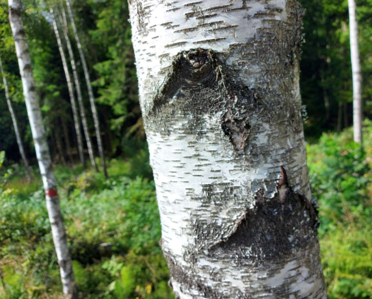 Birch photo