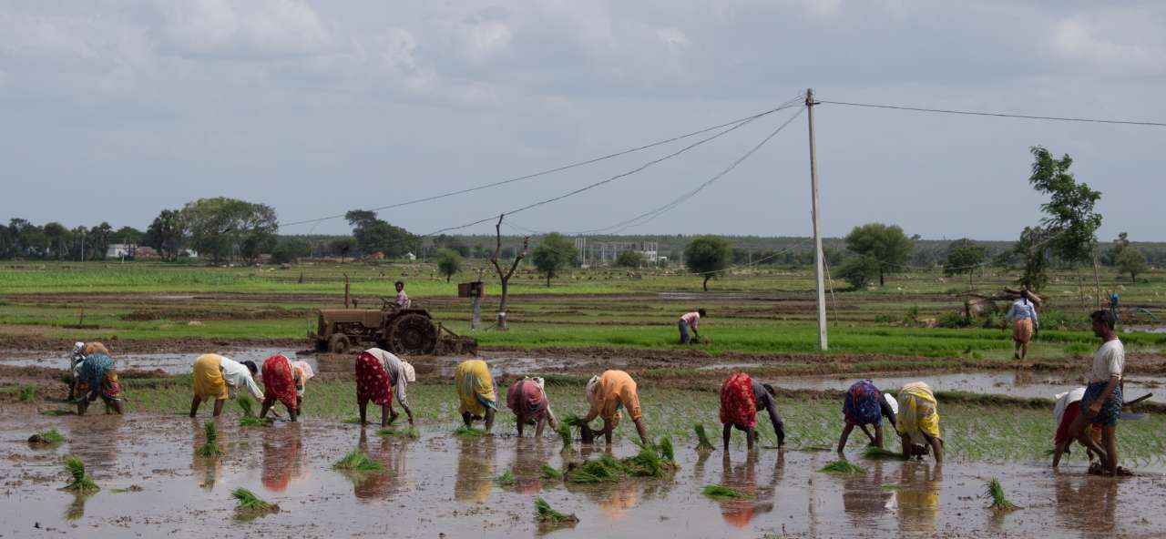 Field workers_RVP