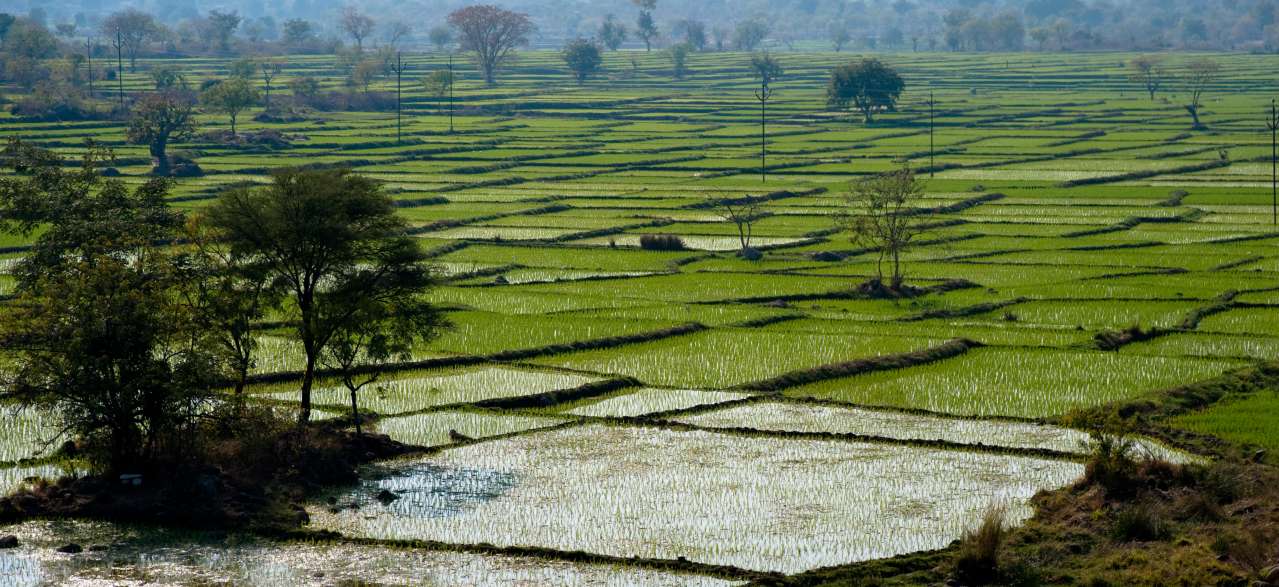 Ricefield2_RVP