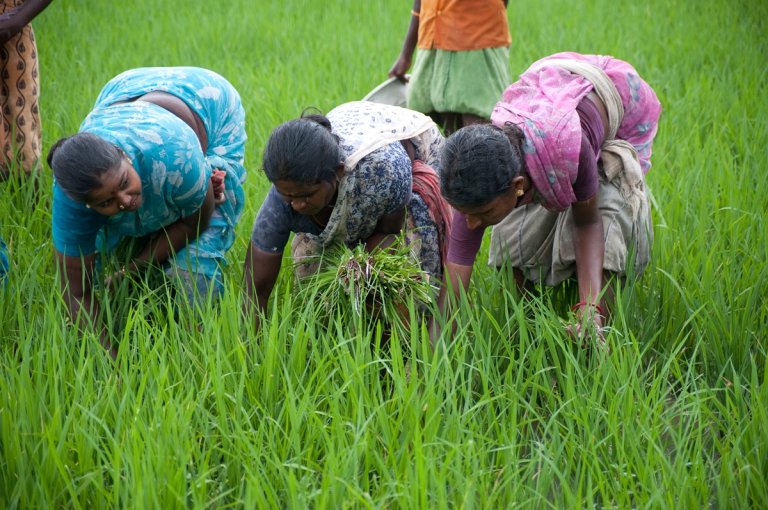 women in rice field 2.jpg
