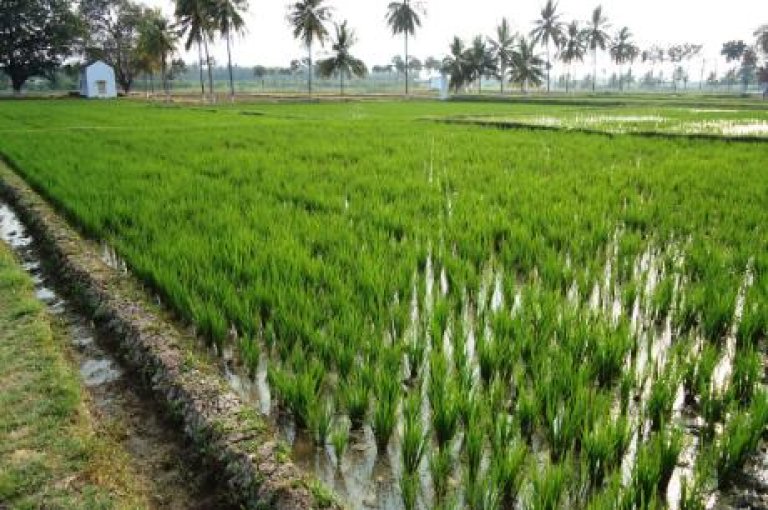 State level rice field 2.JPG