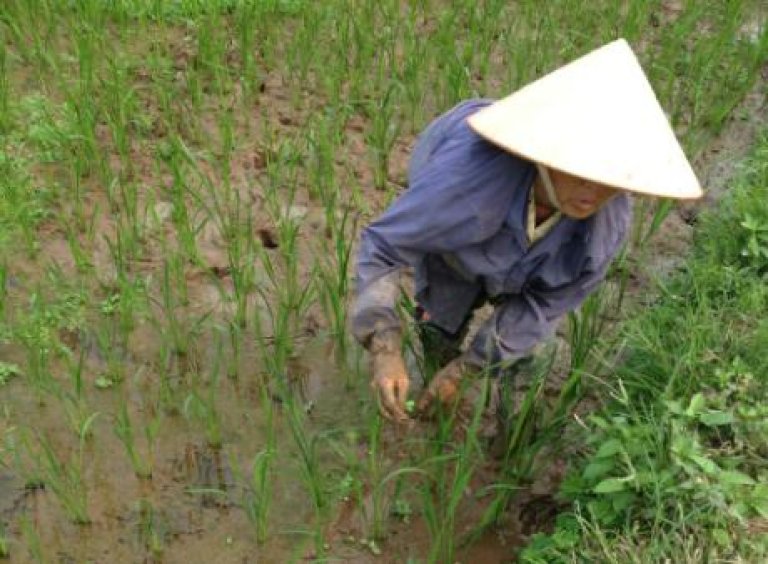 Climviet_Vietnam_ricefield_worker_red.jpg