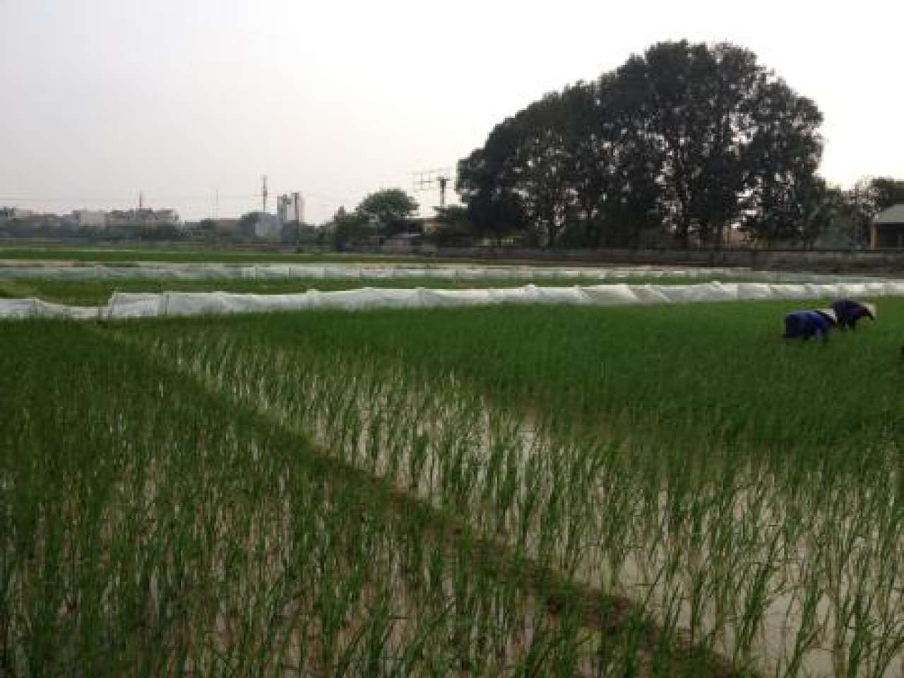 Climaviet_Vietnam_ricefield